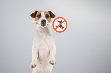 Dog jack russell terrier holding a sign dogs are not allowed on a white background.