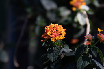 Close up Blooming Orange Flowers, Weeping Lantana, White Sage, Cloth of gold.,  Lantana camara L., 