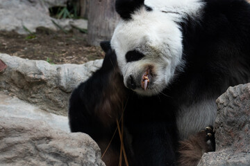 Funny pose of Giant Panda, scratching her face with her hind leg