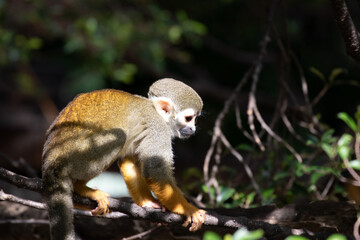 Close up Common Squirrel Monkey