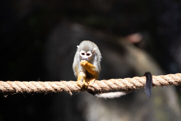 Close up Common Squirrel Monkey