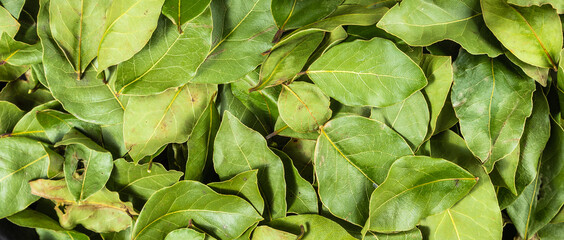 Heap of dried laurel leaves - background of laurel leaves