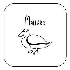 Animal English alphabet. Coloring page with animal. Letter M - Mallard.