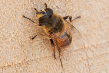 a hoverfly (Syrphidae family) resting on a wooden fence macro