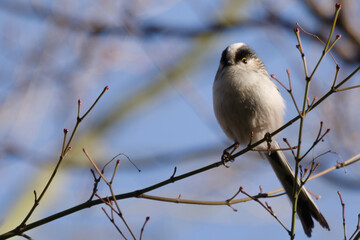 エナガ　東京、赤坂にある東京ミッドタウン
