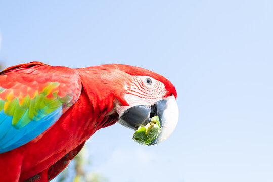 Parrot / Macaw Close Up