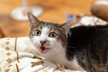 にゃー　キジトラ猫