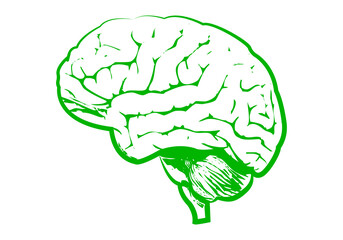 Cerebro verde de pensamiento verde en fondo blanco.