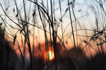 sun set in grass field with blurry effect