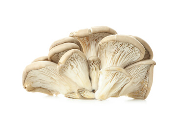 Tasty oyster mushrooms on white background, close up