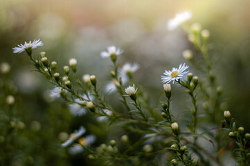 chamomile field © Natalia