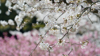 The beautiful white cherry flowers blooming in the park of the China in spring