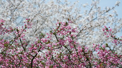 The beautiful white cherry flowers blooming in the park of the China in spring