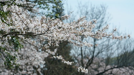 The beautiful white cherry flowers blooming in the park of the China in spring