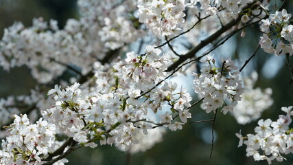 The beautiful white cherry flowers blooming in the park of the China in spring