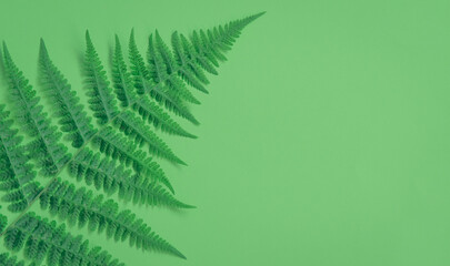 Green leaf on a green background with copy space for text