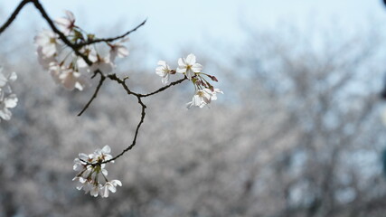 The beautiful white cherry flowers blooming in the park of the China in spring