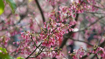 The beautiful white cherry flowers blooming in the park of the China in spring