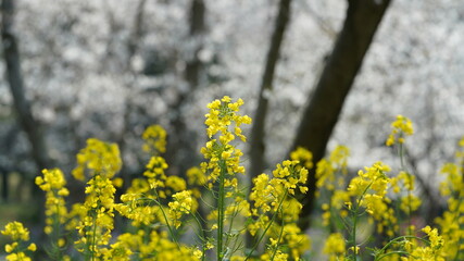 The beautiful countryside view with the yellow canola flowers blooming in the park in China in spring