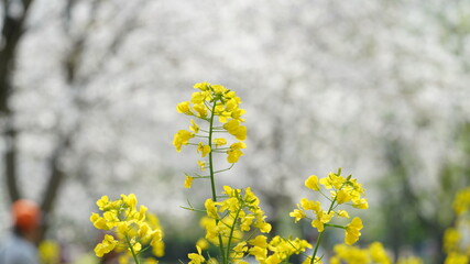 The beautiful countryside view with the yellow canola flowers blooming in the park in China in spring