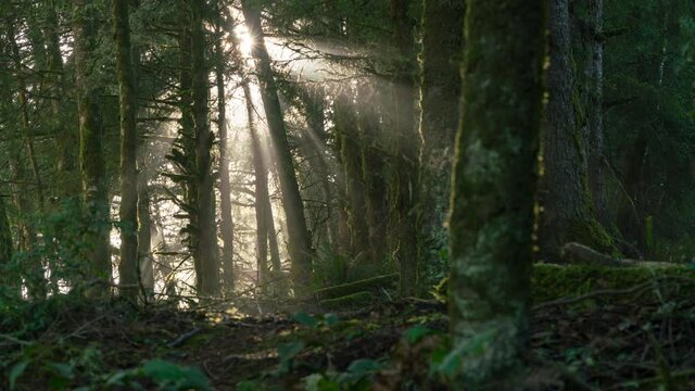 Time lapse of sun rays through temperate rainforest in Olympic National Park, Washington