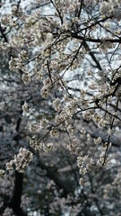 The beautiful white cherry flowers blooming in the park of the China in spring