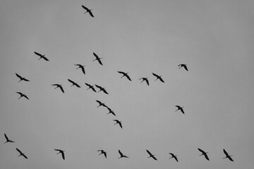 Cranes moving in formation in the sky. Migratory birds on the Darss.