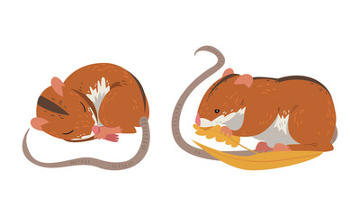 Field Mouse as Small Rodent with Long Tail and Dorsal Black Stripe Vector Set