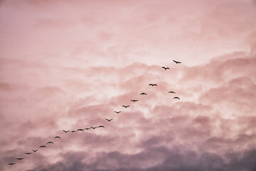 Cranes moving in formation in the sky. Migratory birds on the Darss.