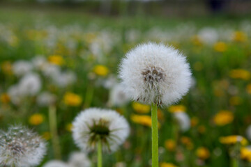 dandelion on the meadow