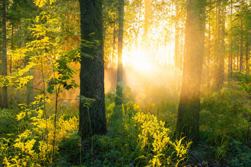 Magical sunset in the forest.