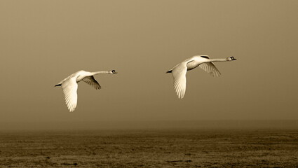 mute swans in flight,höckerschwäne im flug