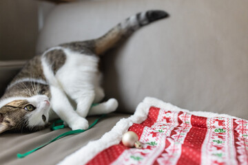 Domestic cat playing on leather couch with ribbon and Christmas baubles. Holiday preparations and domestic animals concept. Christmas time mood. Selective focus