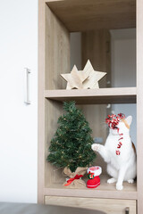 Domestic bicolor orange and white cat sitting on furniture shelf next to Christmas tree, playing with Christmas decoration. Holiday preparations and domestic animals concept. Christmas time mood