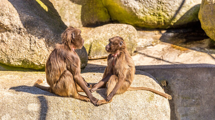 monkey zoo primate park makake