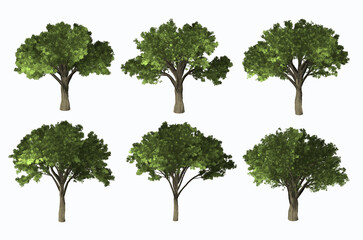 3D rendering image of six styles of Elm trees on white background