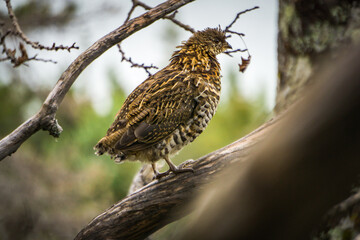 Ruffed grouse in the forest of Anticosti Island, an island located in the St Lawrence estuary in Cote Nord region of Quebec, Canada