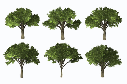 3D rendering image of six styles of Elm trees on white background