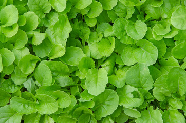Fototapeta na wymiar Top view of fresh green leaves of lettuce