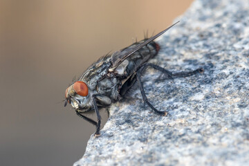 Sarcophaga sp. fly posed on a rock under the sun. High quality photo