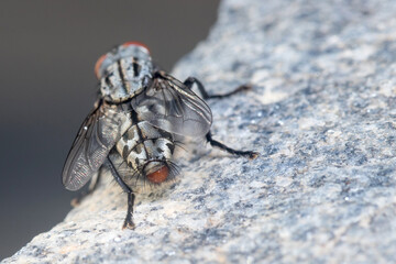 Sarcophaga sp. fly posed on a rock under the sun. High quality photo