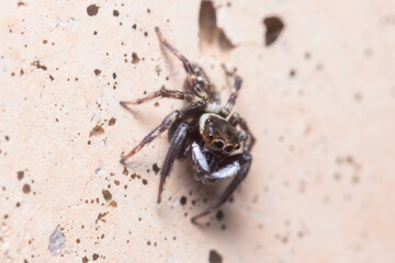 Hasarius adansoni spider posed on a concrete wall waiting for preys. High quality photo