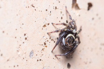 Hasarius adansoni spider posed on a concrete wall waiting for preys. High quality photo