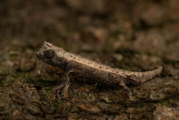 Domergue's leaf chameleon - Brookesia thieli, small special lizard from African bushes and forests, endemic to east Madagascar.