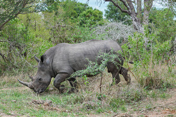 white rhinoceros or square lipped rhinoceros, Ceratotherium simum
