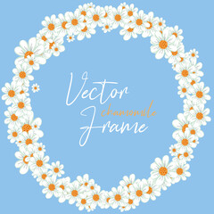 Chamomile Floral frame. Flowers wreath on blue background
