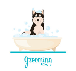 Funny husky washes in the bathroom. Grooming. Cartoon design.

