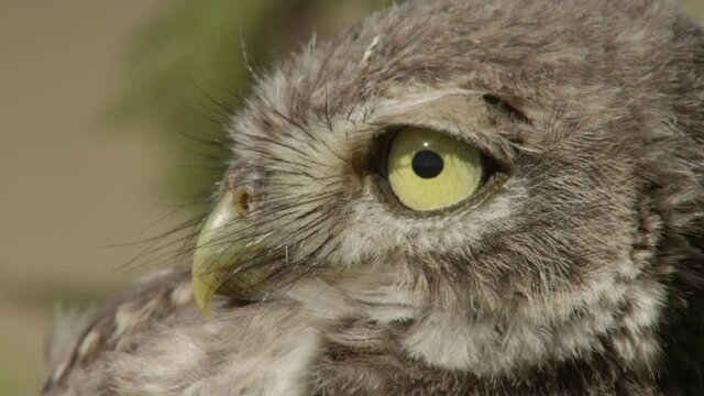 little owl in summer, germany