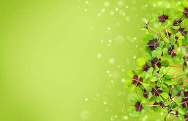 Fresh four leaved clover blurred green background