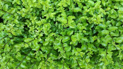 Obraz premium Background texture of ornamental plants with green leaves and stems in the Cicalengka area, Indonesia
